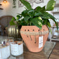 Brady Terracotta Planter