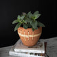 Brady Terracotta Planter